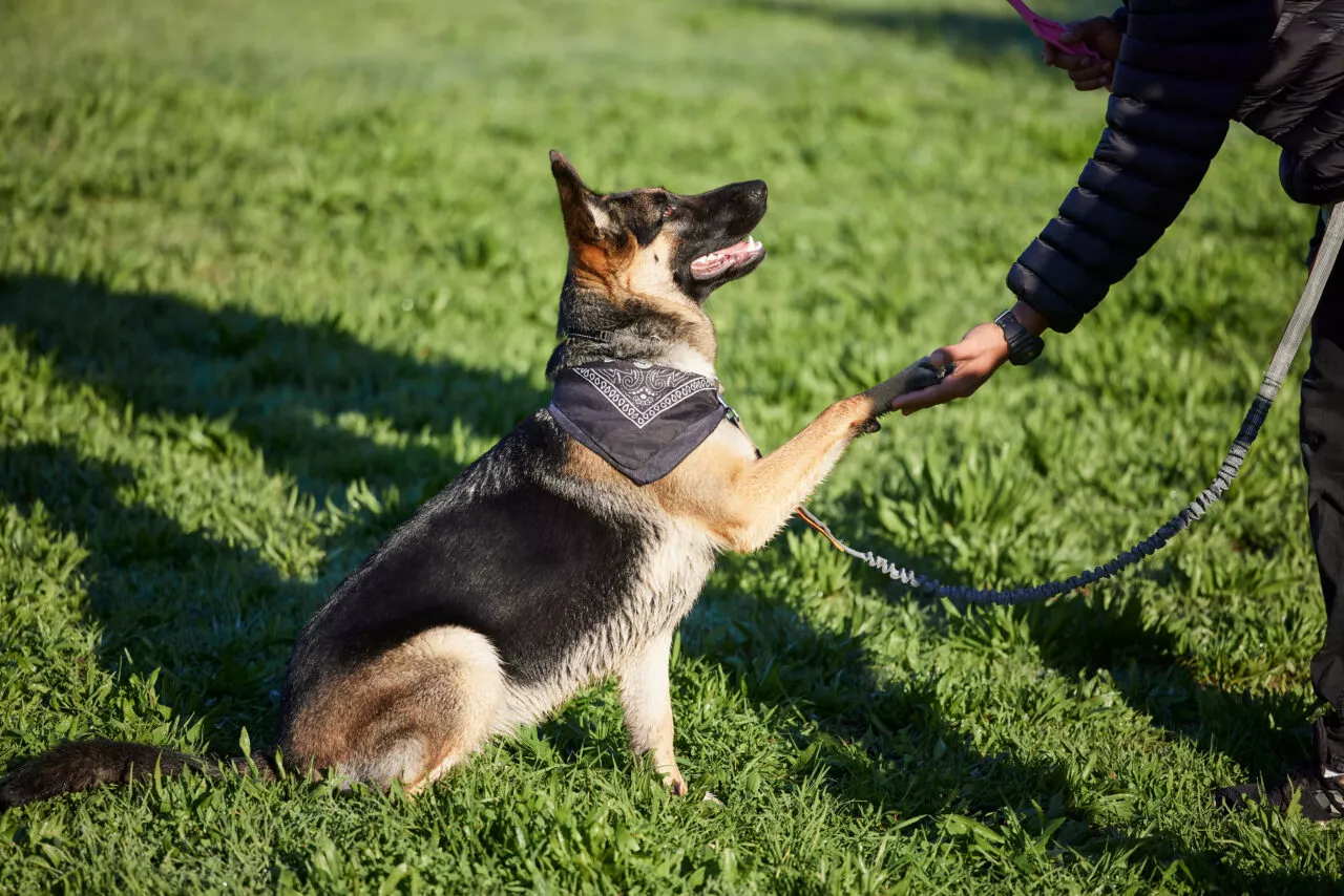 Advanced Dog Training: Mastering Skills for a Well-Behaved Companion